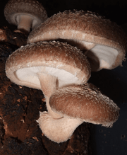 10cc Liquid Culture Syringe - Shiitake - BetterGrow Hydro
