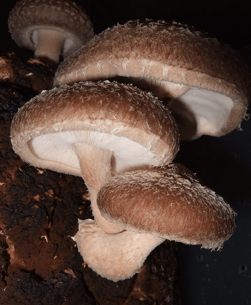 10cc Liquid Culture Syringe - Shiitake - BetterGrow Hydro