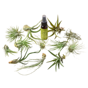 12 Tillandsia Air Plant Variety Pack with Spray Bottle - BetterGrow Hydro
