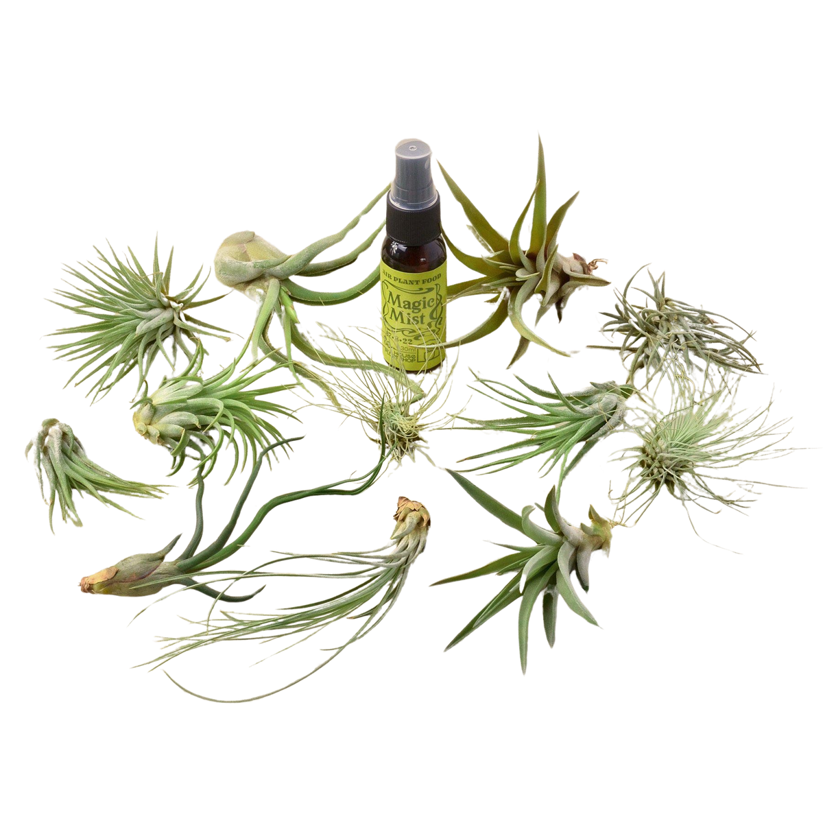 12 Tillandsia Air Plant Variety Pack with Spray Bottle - BetterGrow Hydro