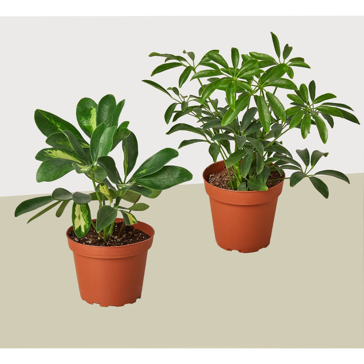 2 Different Schefflera Plants Variety Pack- Live House Plant - FREE Care Guide - BetterGrow Hydro