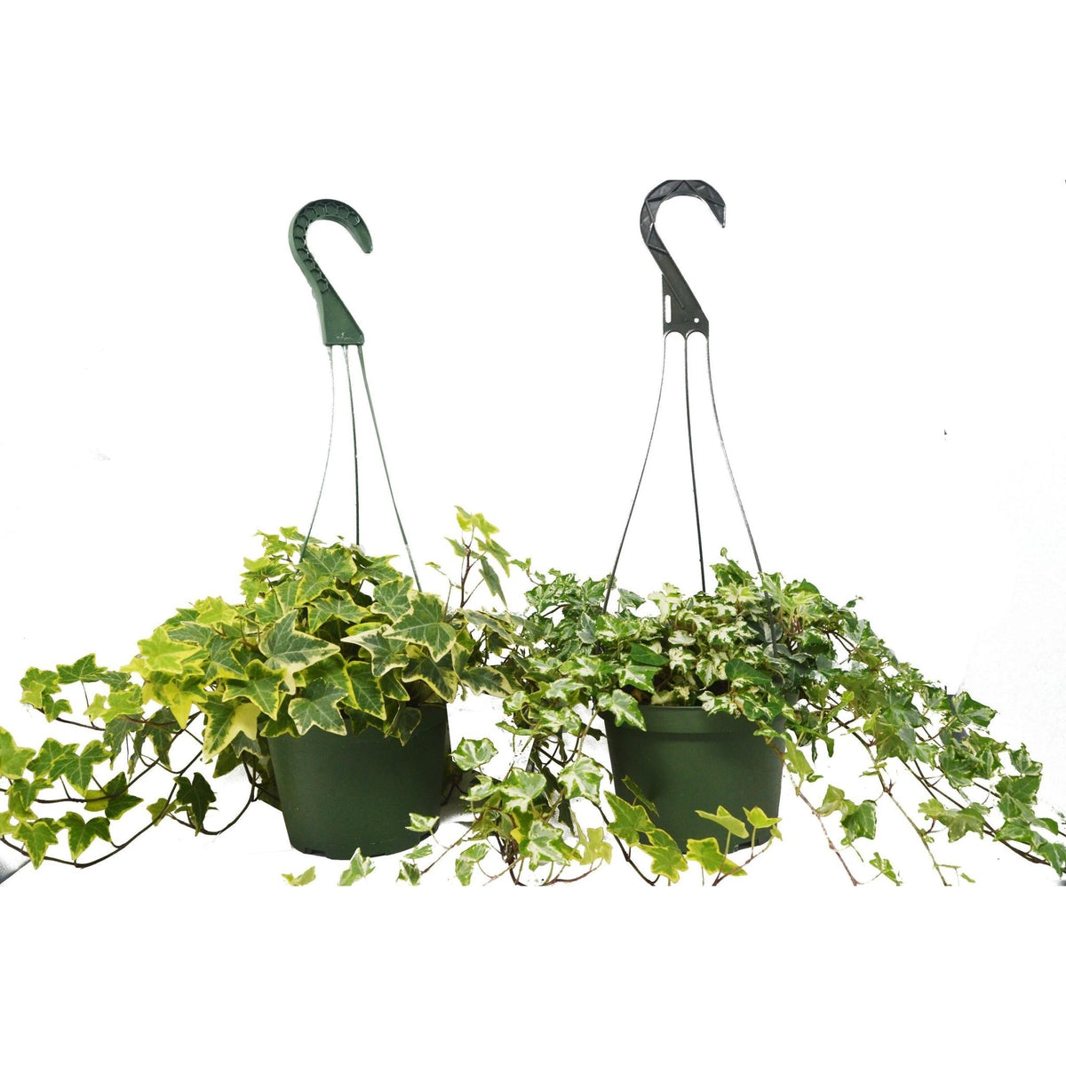 2 English Ivy Variety Pack - FREE Care Guide - 6" Hanging Pot - BetterGrow Hydro