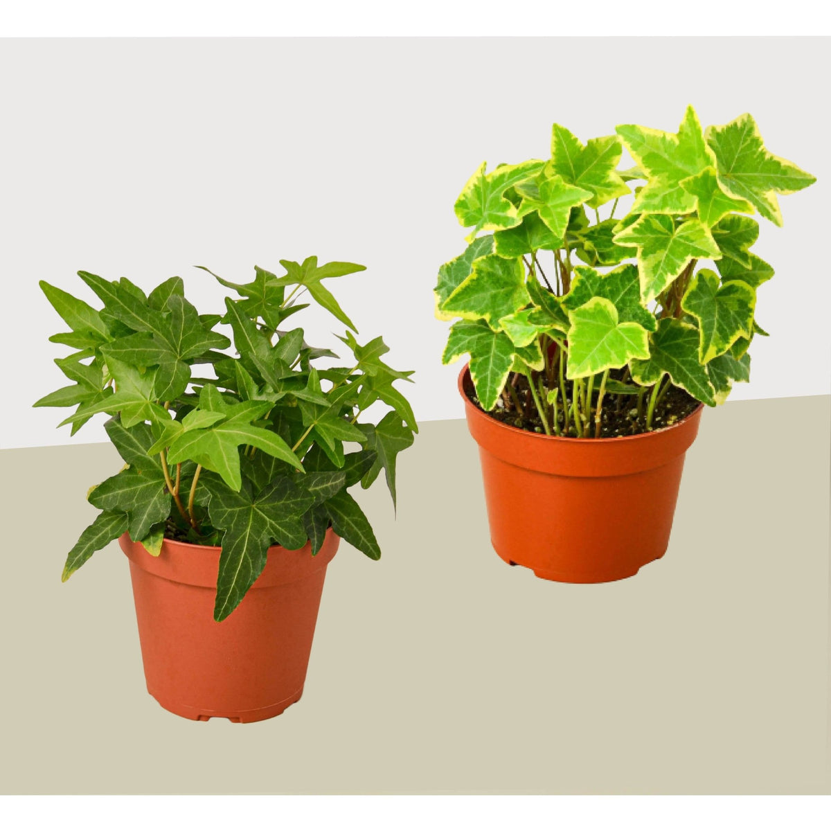 2 English Ivy Variety Pack - Live House Plant - FREE Care Guide - 4" Pot - BetterGrow Hydro
