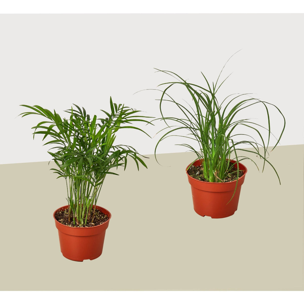 2 Palm Variety Pack / 4" Pots / Live Plant / House Plant - BetterGrow Hydro