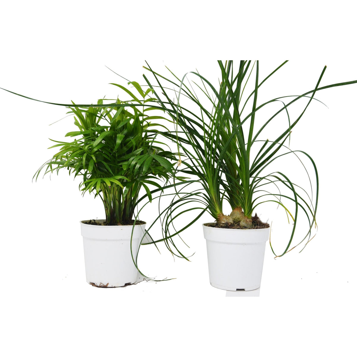 2 Palm Variety Pack / 4" Pots / Live Plant / House Plant - BetterGrow Hydro