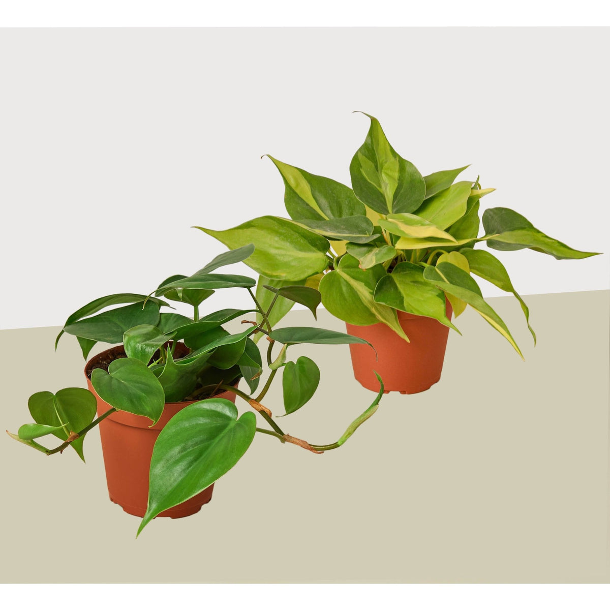 2 Philodendron Variety Pack - 4" Pot - BetterGrow Hydro
