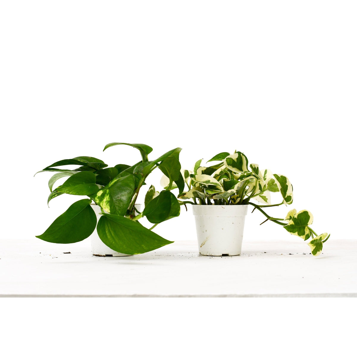 2 Pothos Variety Pack / 4" Pot / Live Plant / Home and Garden Plants - BetterGrow Hydro