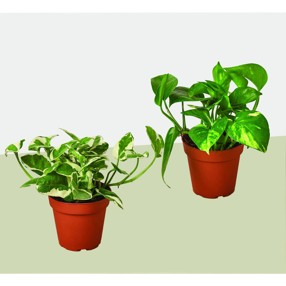 2 Pothos Variety Pack / 4" Pot / Live Plant / Home and Garden Plants - BetterGrow Hydro