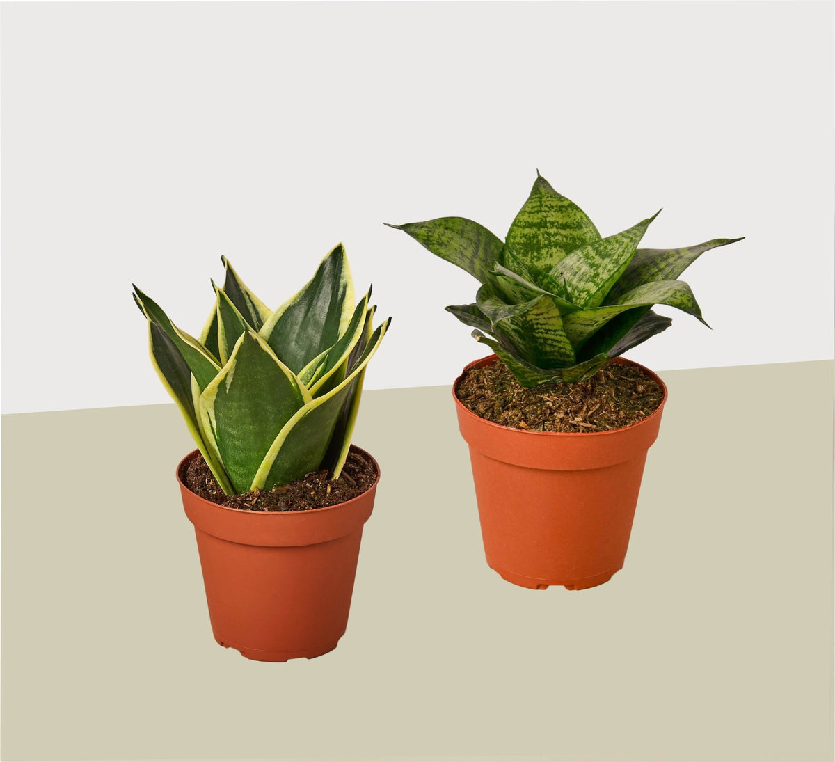2 Snake Plant Variety (Sansevieria) / 4" Pot / Live Plant - BetterGrow Hydro
