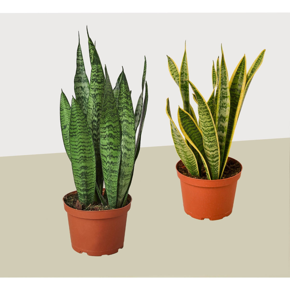 2 Snake (Sansevieria) Plant Variety Pack/ 6" Pot / 12" - 18" Tall - BetterGrow Hydro