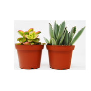 2 Succulent Variety Pack / 4" Pot / Live Home and Garden Plant - BetterGrow Hydro