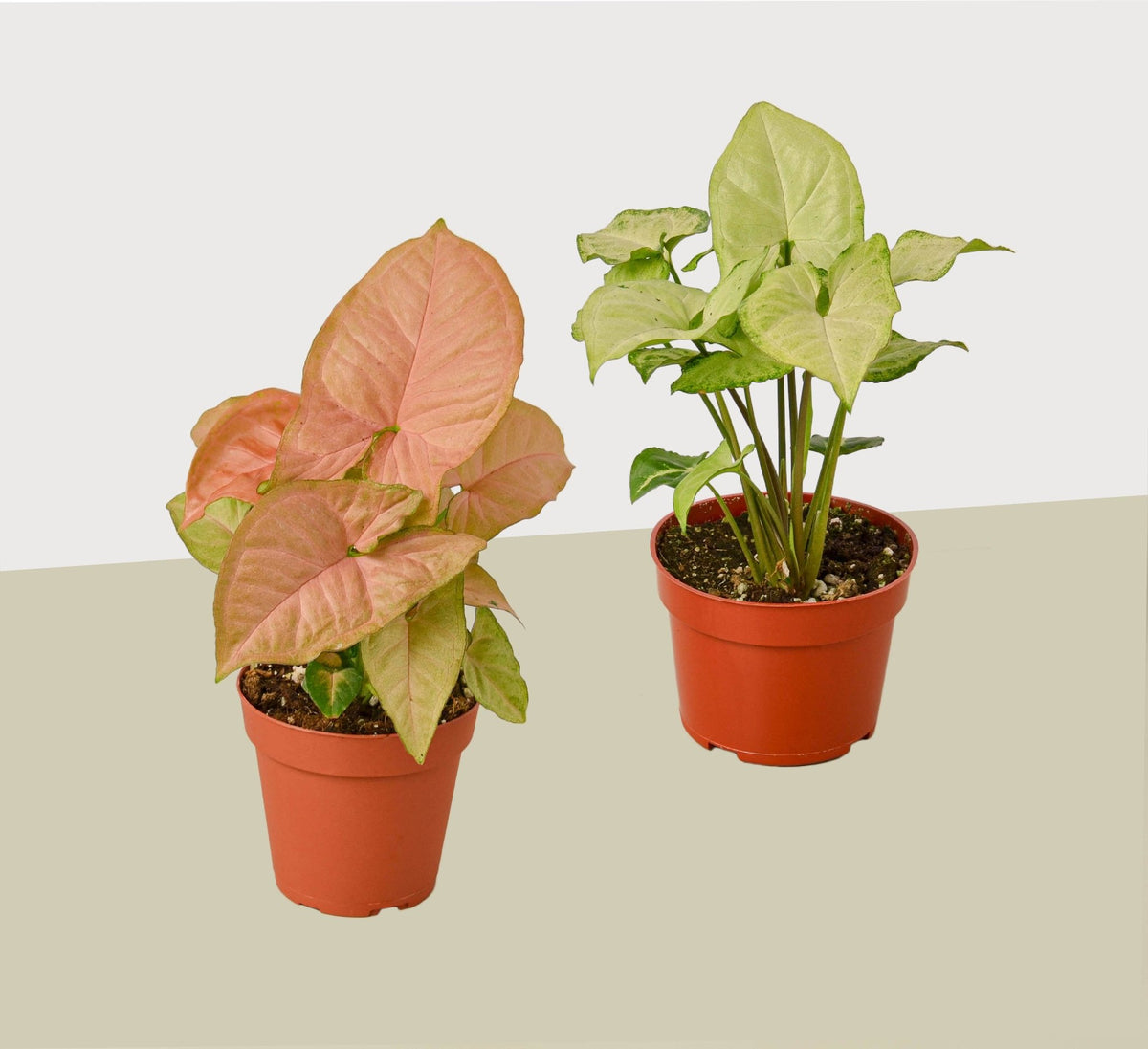 2 Syngonium Variety (Arrowhead Plant) / 4" Pot / Live Plant - BetterGrow Hydro
