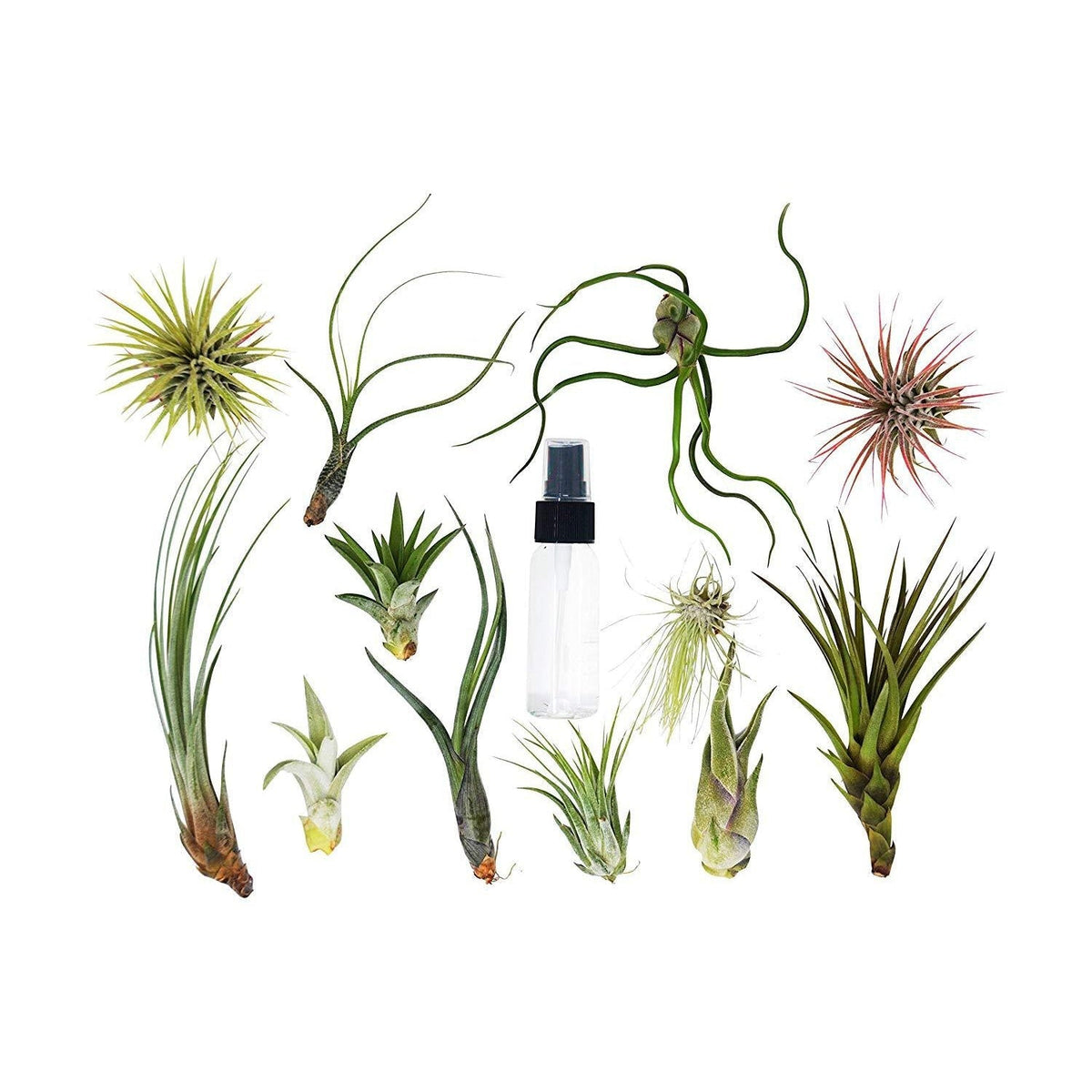 20 Bulk Air Plant Assortment w/ Spray Bottle / 12 Different Plants - BetterGrow Hydro