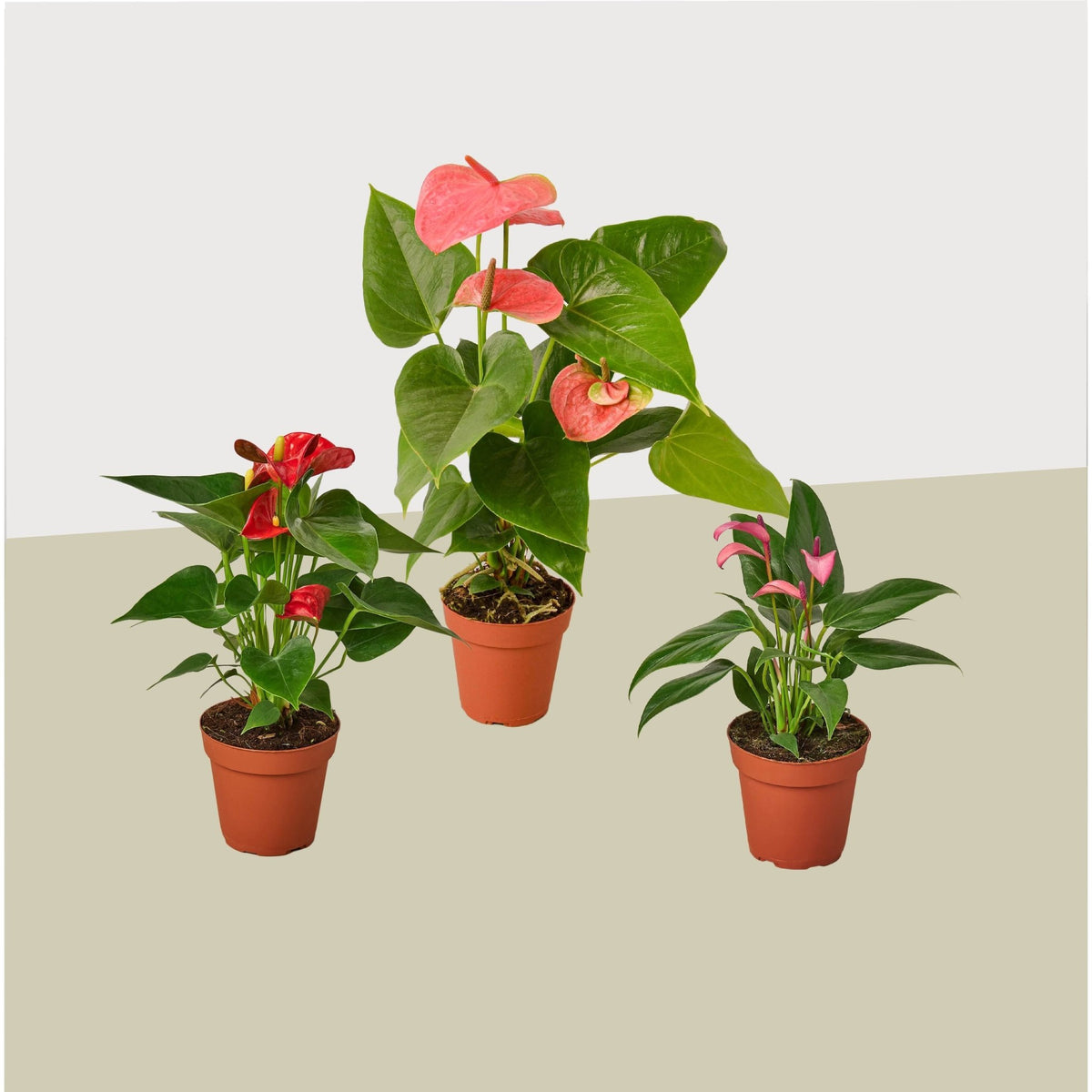 3 Anthurium Variety Pack- All Different Colors - 4" Pots - BetterGrow Hydro