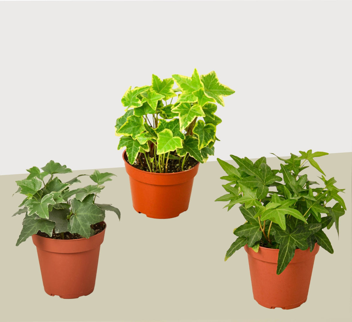 3 Different English Ivy Plants - 4" Pot - Live House Plant - BetterGrow Hydro