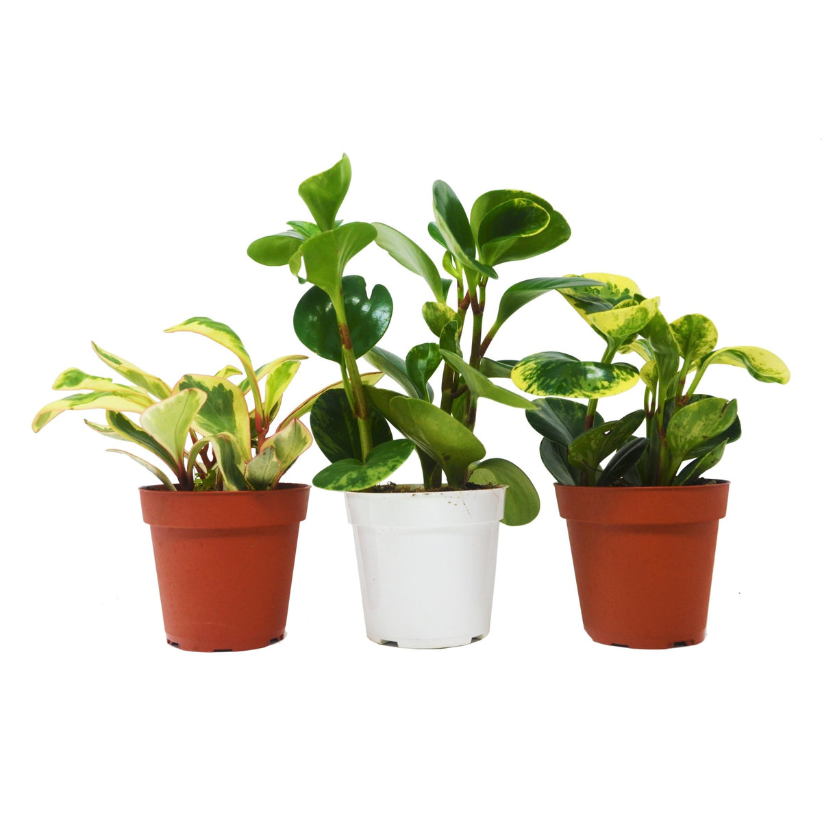 3 Different Peperomia Plants in 4" Pots - Baby Rubber Plants - BetterGrow Hydro