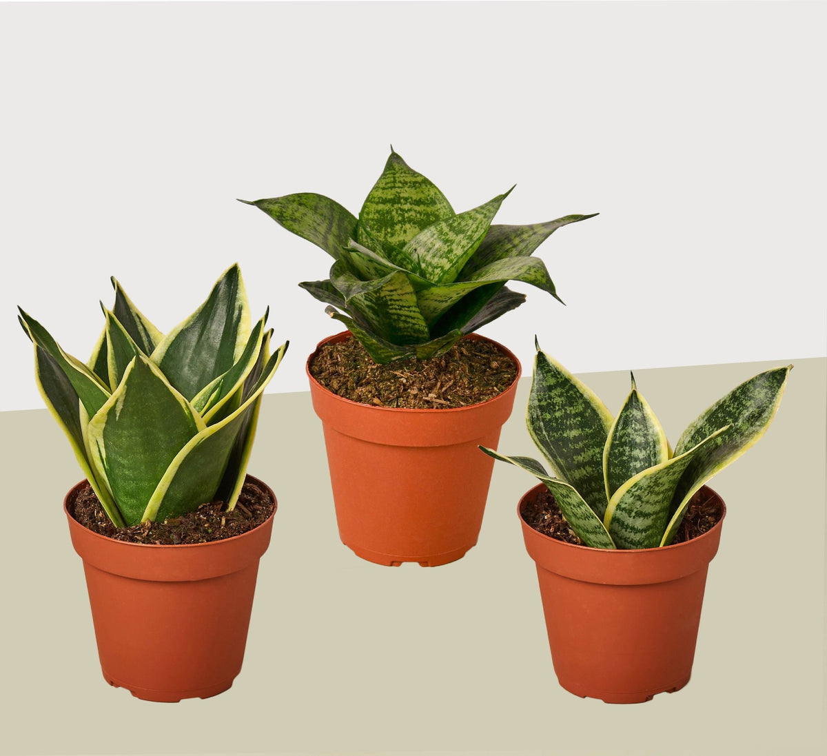 3 Different Snake Plants in 4" Pots - Sansevieria - Live Plant - FREE Care Guide - BetterGrow Hydro