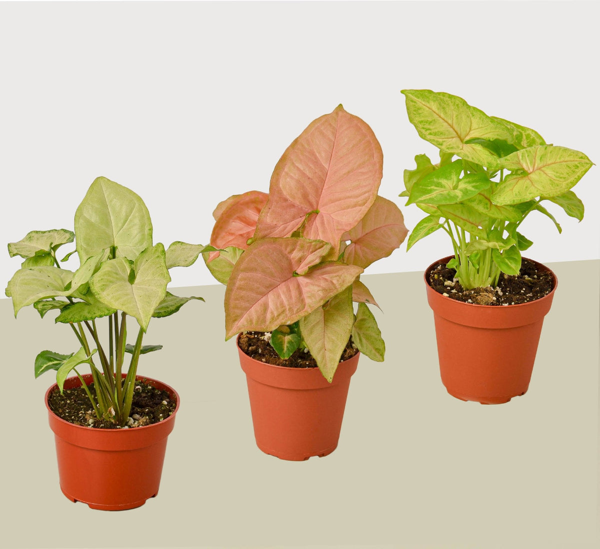 3 Different Syngonium Plants - Arrowhead Plants / 4" Pot / Live Plant - BetterGrow Hydro