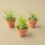 3 Ionantha Air Plants with Mini Terra Cotta Pots - BetterGrow Hydro