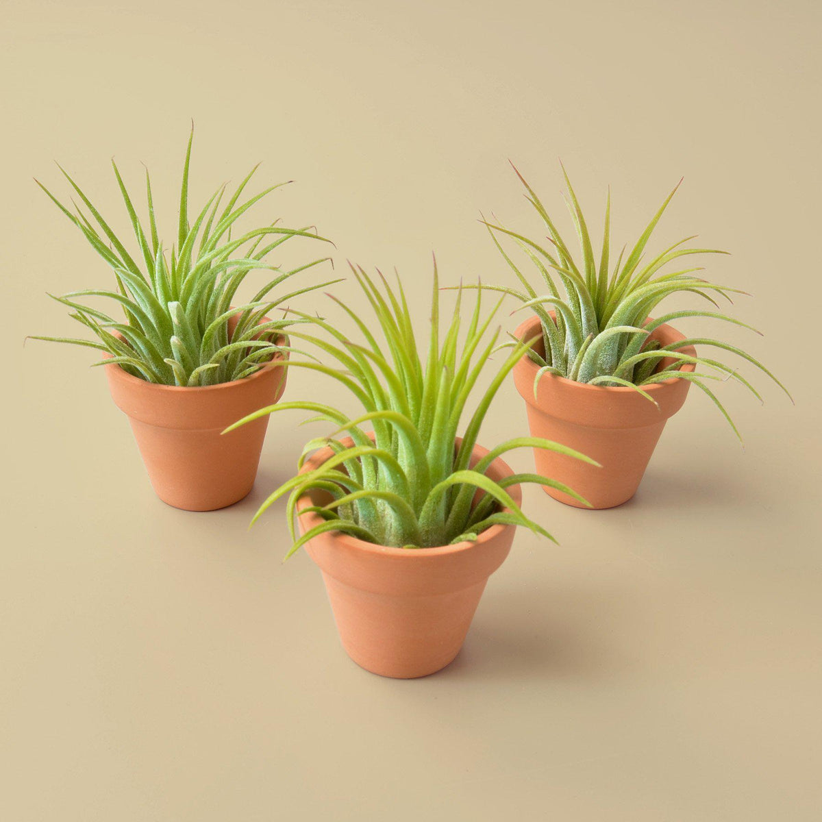 3 Ionantha Air Plants with Mini Terra Cotta Pots - BetterGrow Hydro