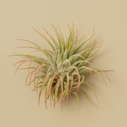 3 Ionantha Guatemala Air Plants - 2 Inch - BetterGrow Hydro
