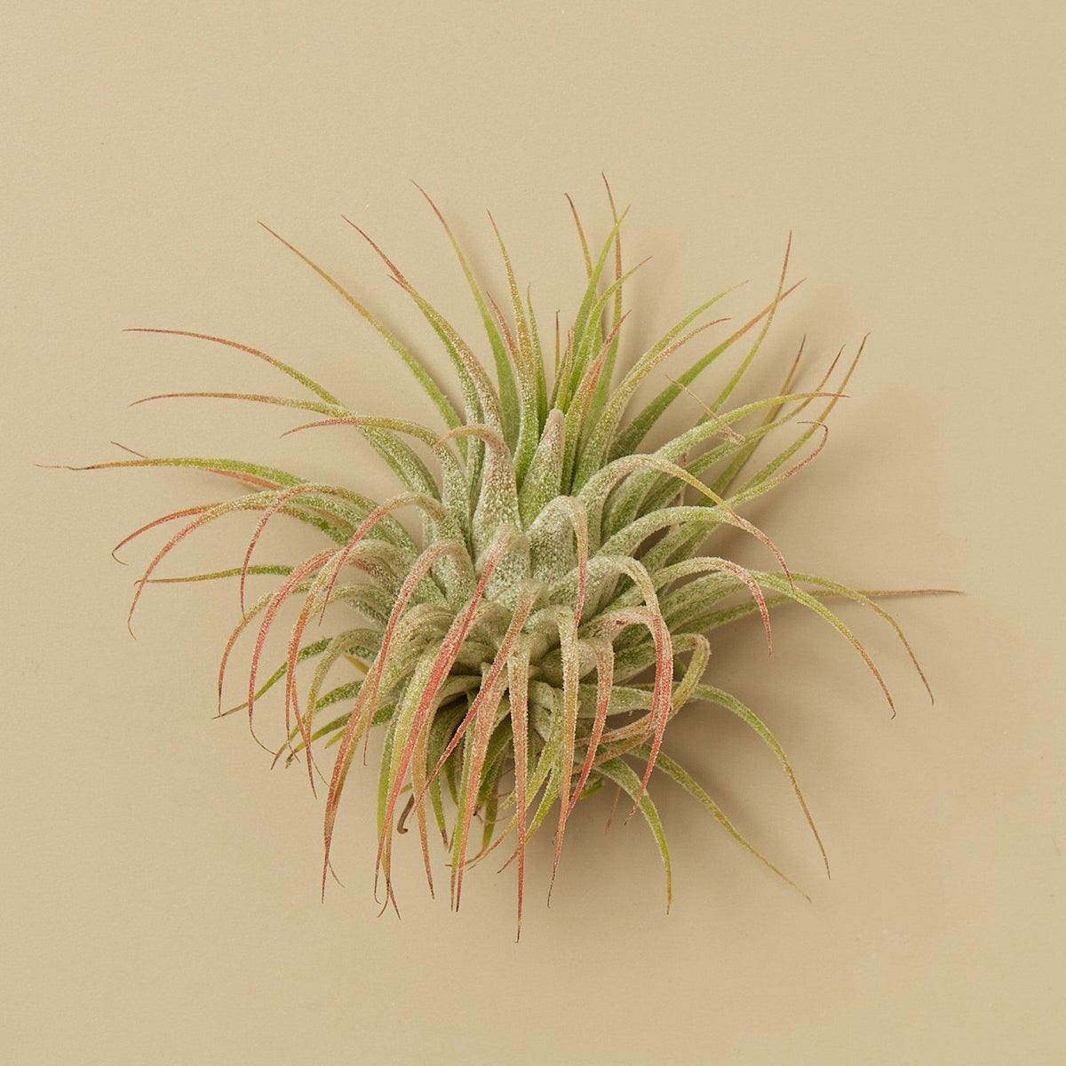 3 Ionantha Guatemala Air Plants - 2 Inch - BetterGrow Hydro