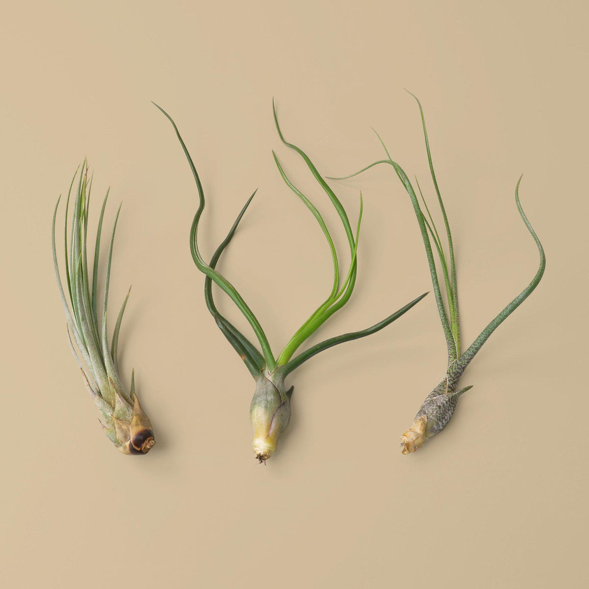 3 Large Tillandsia Air Plant Variety Pack - BetterGrow Hydro