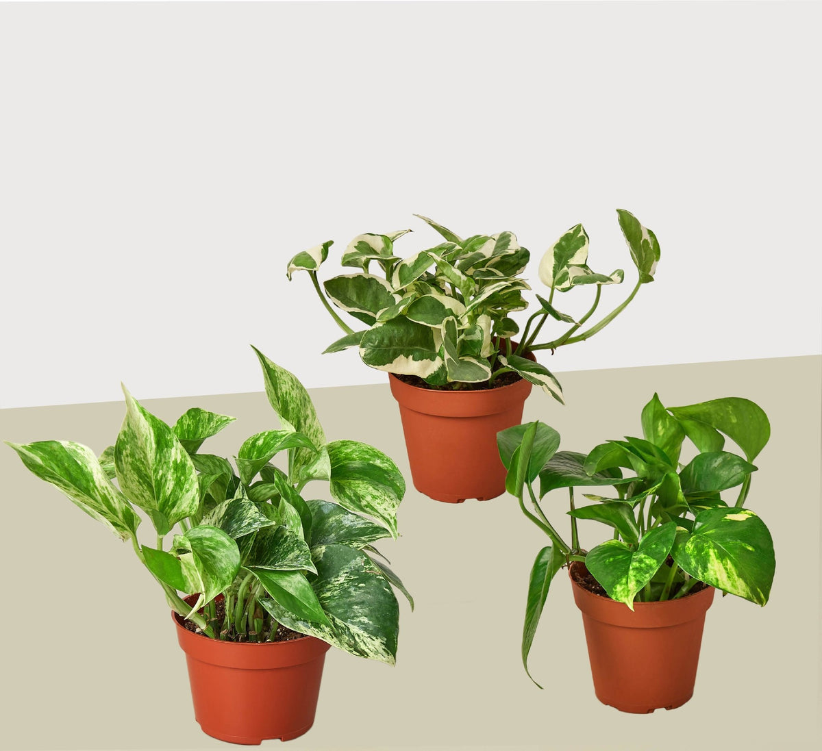 3 Pothos Variety Pack / 4" Pot / Live Plant / Home and Garden Plants - BetterGrow Hydro