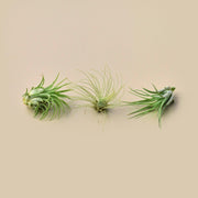 3 Small Tillandsia Air Plant Pack - BetterGrow Hydro