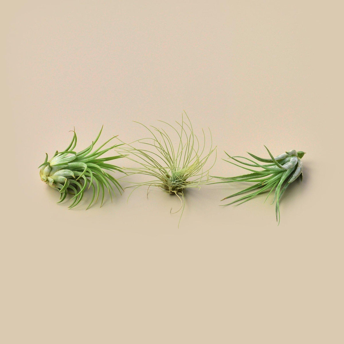 3 Small Tillandsia Air Plant Pack - BetterGrow Hydro