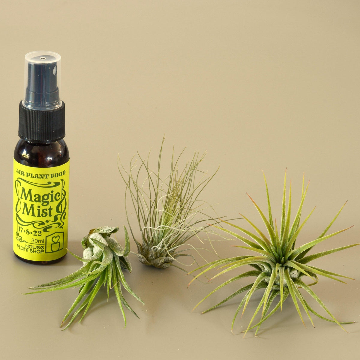 3 Small Tillandsia Air Plant Pack with Fertilizer Spray - BetterGrow Hydro