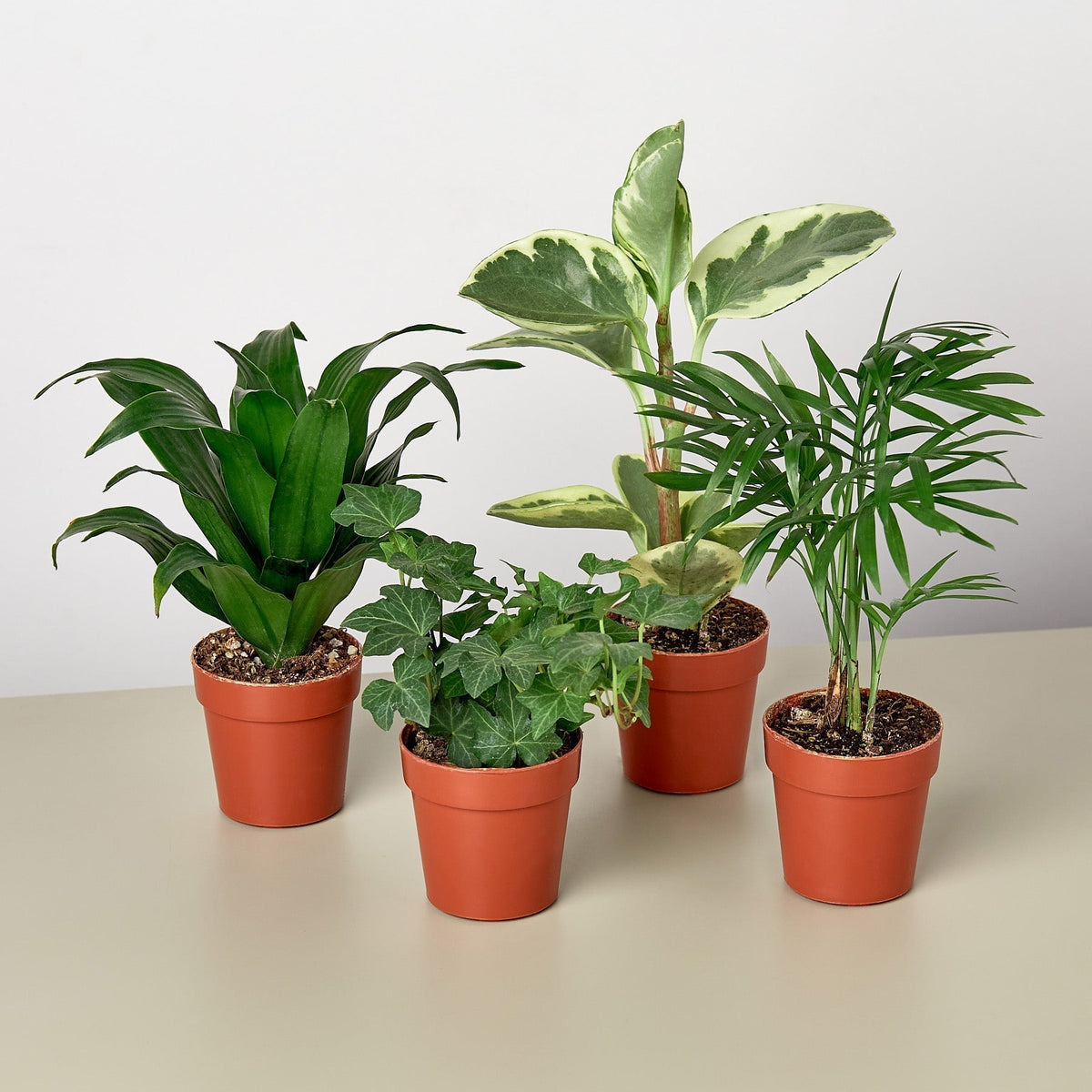 3" Tropical Plant Variety Bundle - BetterGrow Hydro