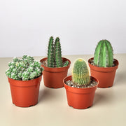 4 Cacti Variety Bundle - 4.0" Pots - BetterGrow Hydro