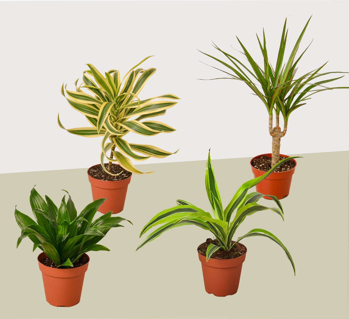 4 Different Dracaenas Variety Pack - Live House Plant - FREE Care Guide - 4" Pot - BetterGrow Hydro