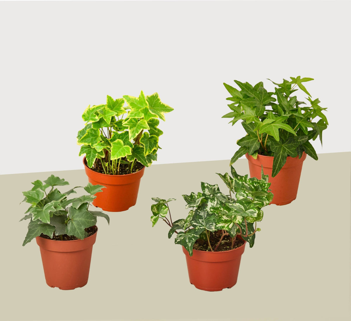 4 Different English Ivy Plants - 4" Pots - Live House Plant - BetterGrow Hydro