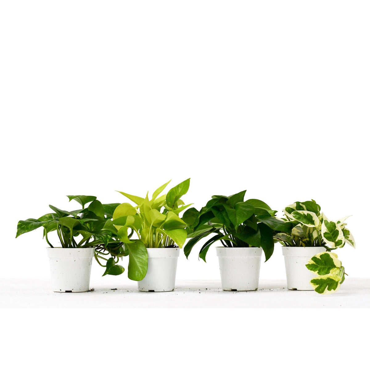 4 Different Pothos Plants in 4" Pots - Live House Plant - BetterGrow Hydro