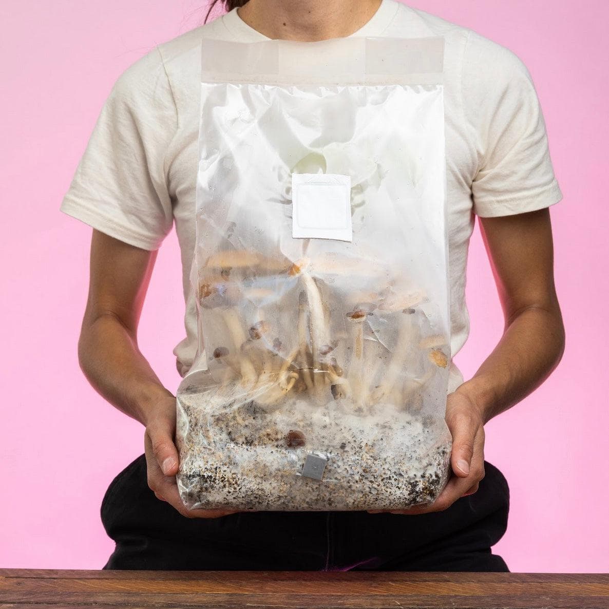 4-pack 'ShroomTek' + Spore Boostr All-in-One Mushroom Grow Bag - BetterGrow Hydro