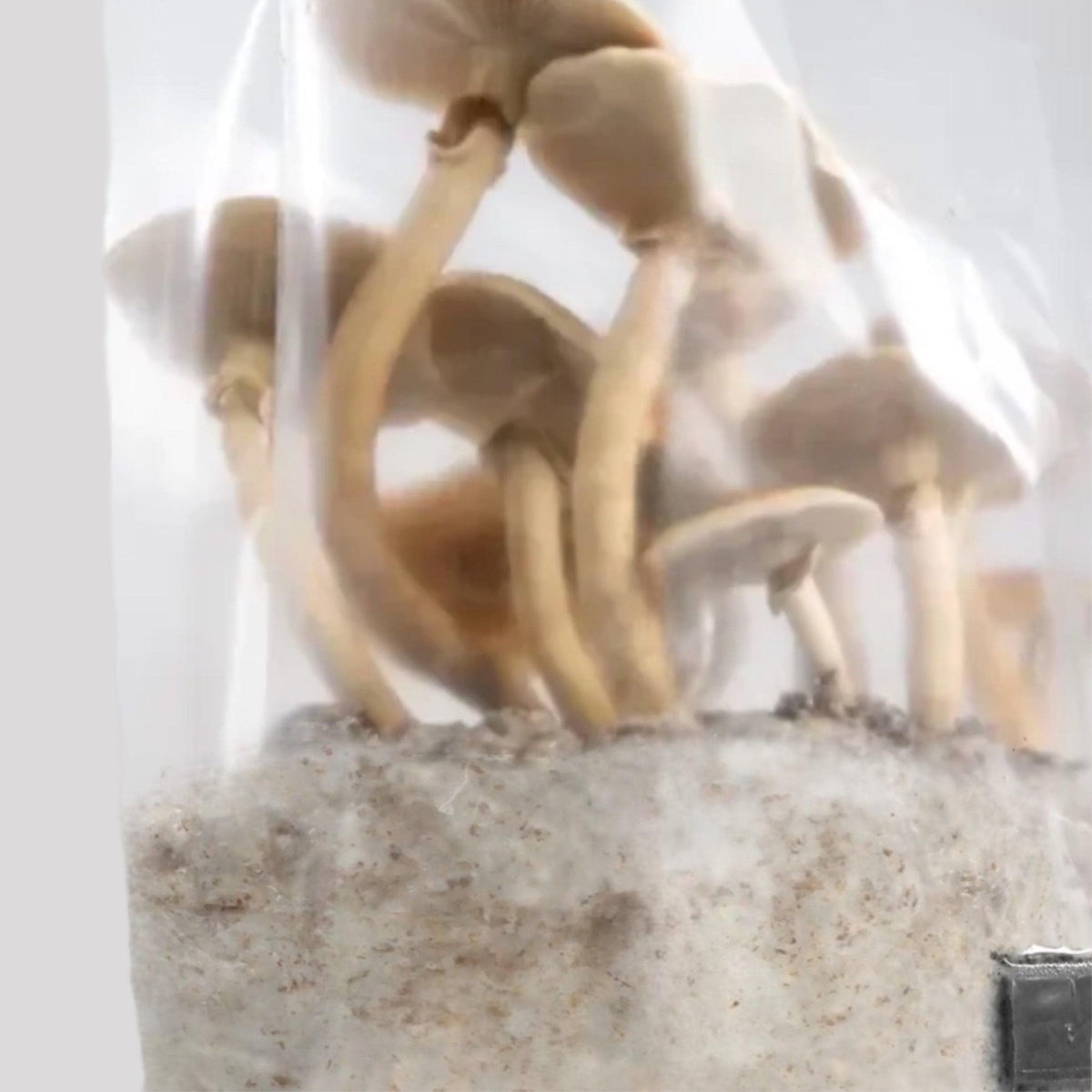 4-pack 'ShroomTek' + Spore Boostr All-in-One Mushroom Grow Bag - BetterGrow Hydro
