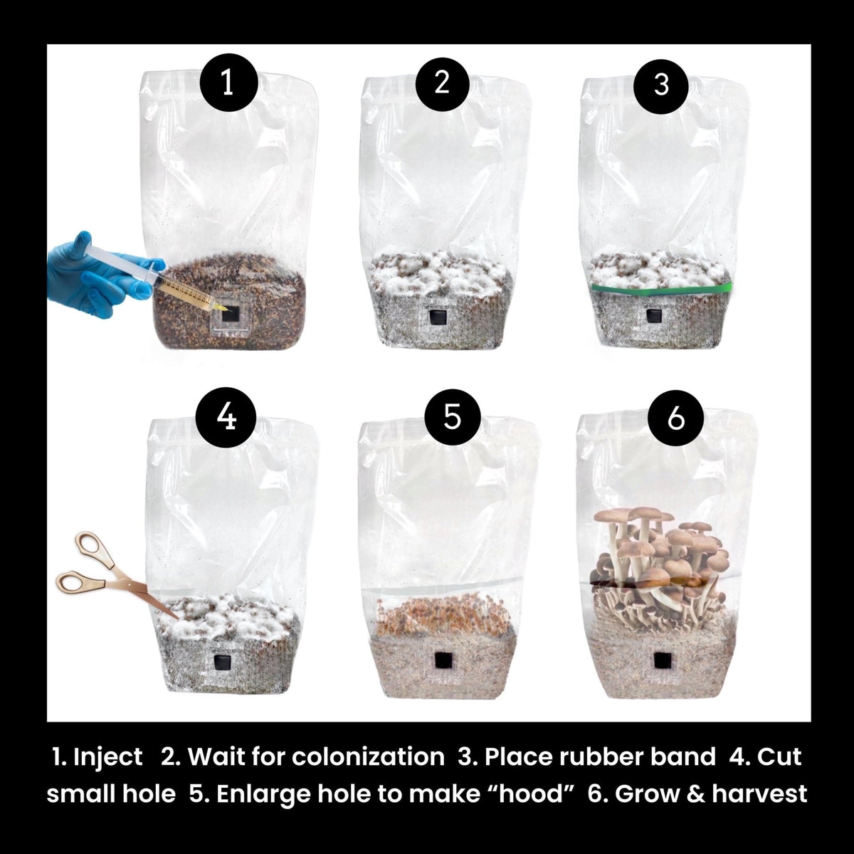 4-pack 'ShroomTek' + Spore Boostr All-in-One Mushroom Grow Bag - BetterGrow Hydro