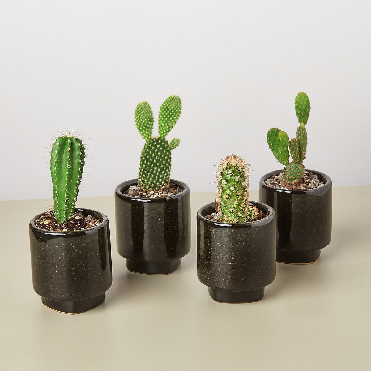 4 Pre Potted Cacti Variety Pack - 3.0" Pot - BetterGrow Hydro