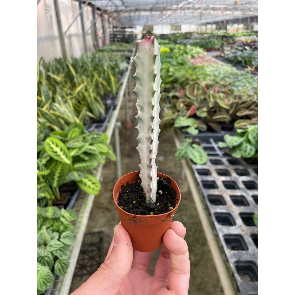 4" Succulent Euphorbia 'Dragon Bone' - BetterGrow Hydro