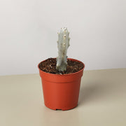 4" Succulent Euphorbia 'Dragon Bone' - BetterGrow Hydro