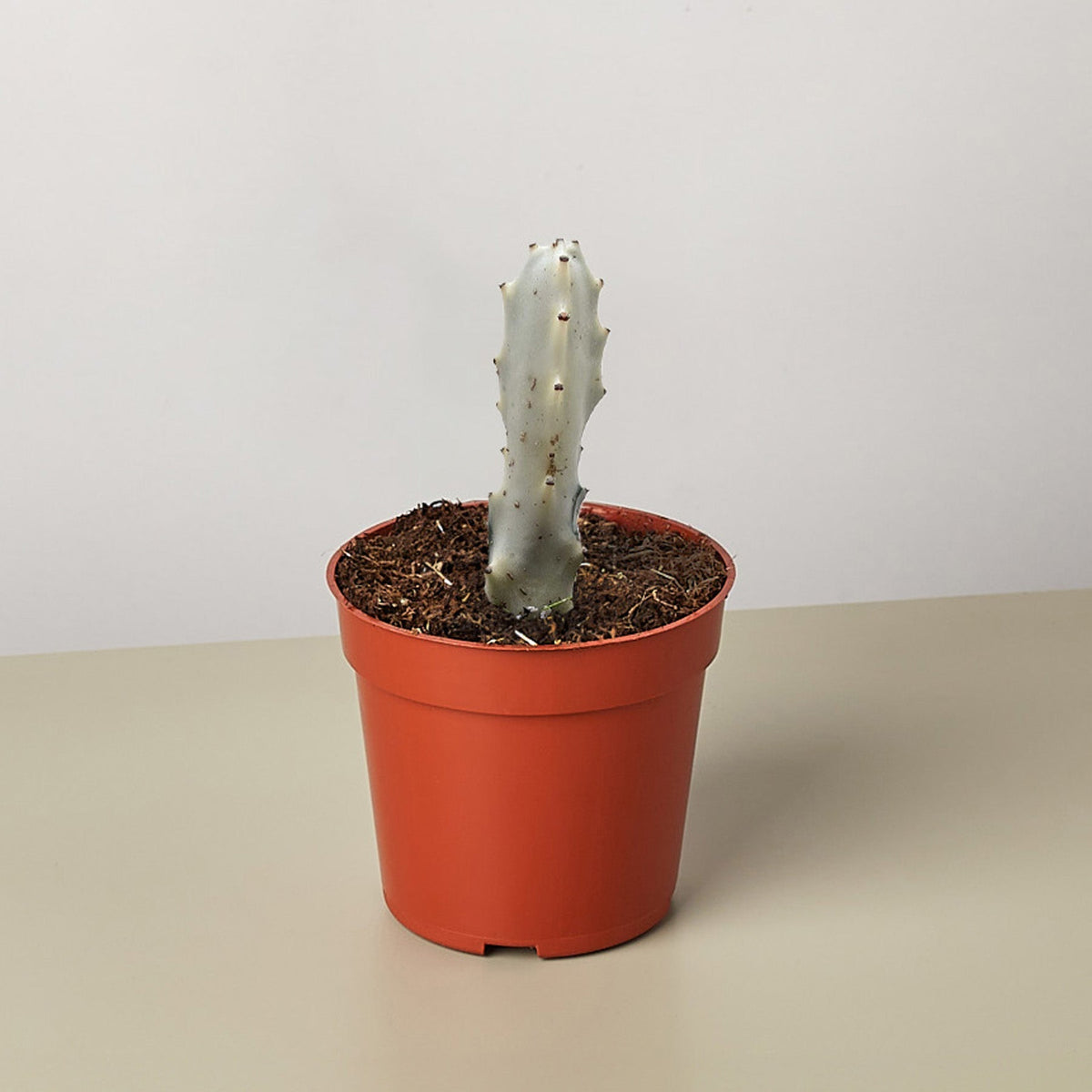 4" Succulent Euphorbia 'Dragon Bone' - BetterGrow Hydro