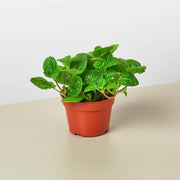 Pilea 'Crinkle'