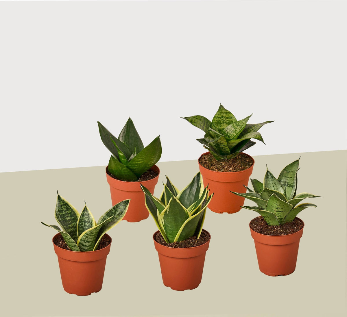 5 Different Snake Plants in 4" Pots - Sansevieria - Live Plant - FREE Care Guide - BetterGrow Hydro