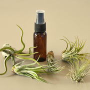 5 Pack Air Plant Variety Pack with Spray Bottle - BetterGrow Hydro