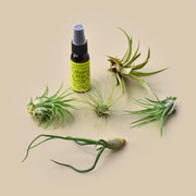 5 Tillandsia Air Plant Pack with Fertilizer Spray - BetterGrow Hydro