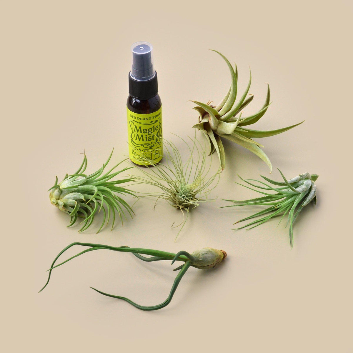 5 Tillandsia Air Plant Pack with Fertilizer Spray - BetterGrow Hydro