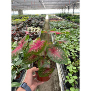 6" Caladium 'Red Flash' - BetterGrow Hydro
