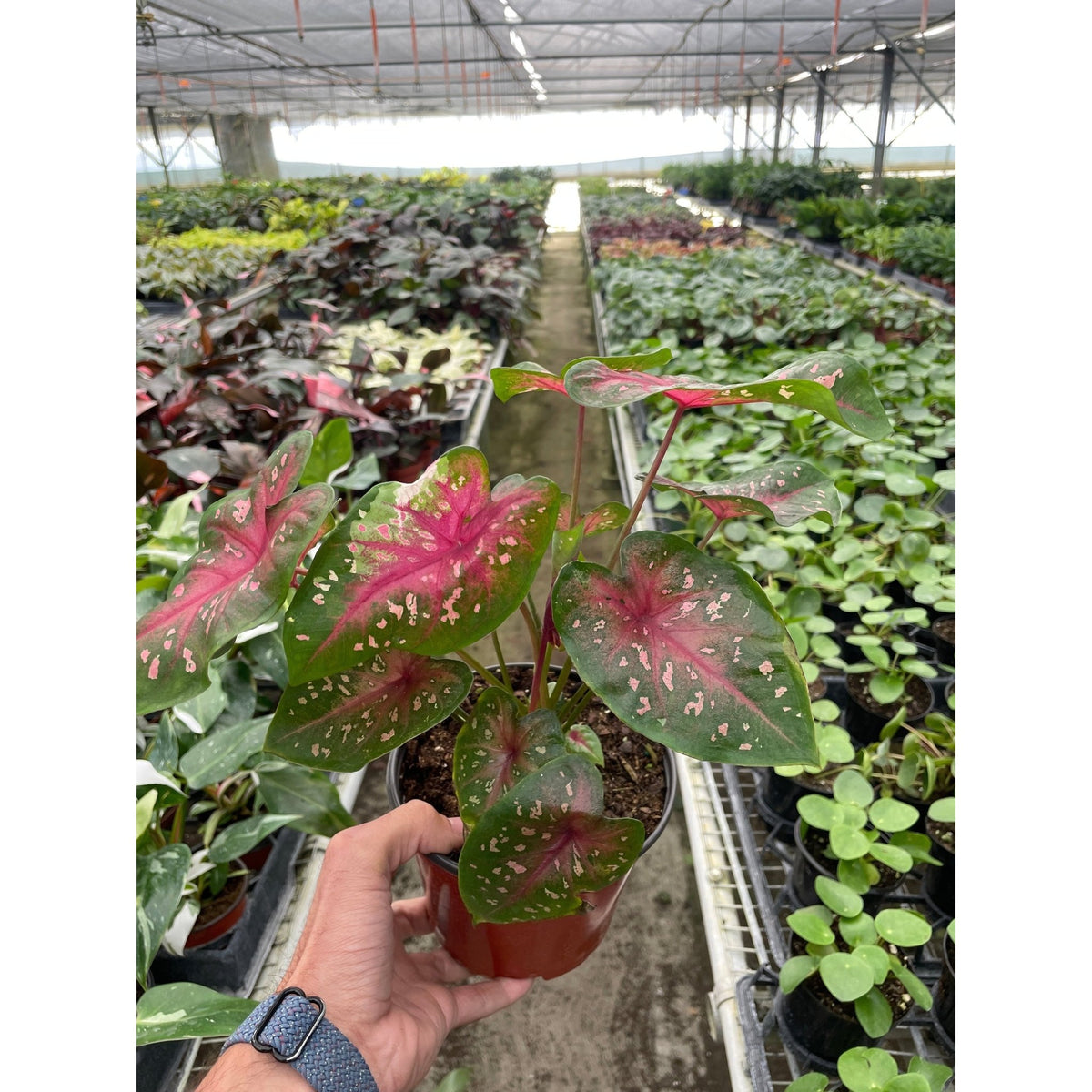 6" Caladium 'Red Flash' - BetterGrow Hydro